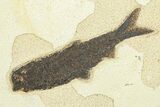 Plate of Three Fossil Fish (Cockerellites & Knightia) - Wyoming #292379-2